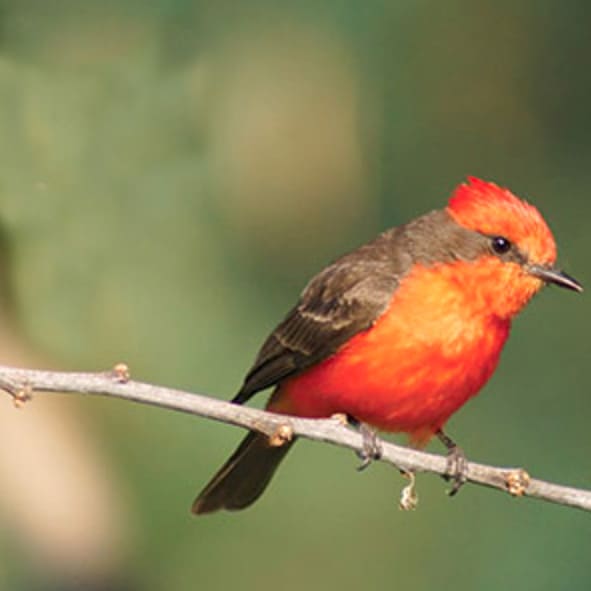 Observacion de Aves en Hidalgo